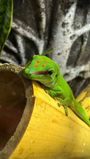 madagaskar taggeckos 