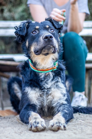 Bruno, freundlicher Rüde, ca. 2 Jahre, ca. 50 cm, 25 kg