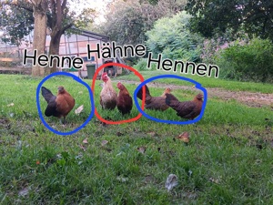 5 Serama Hühner und Hähne