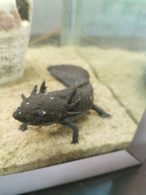 3 Axolotl an Züchter oder jemanden mit Erfahrung abzugeben