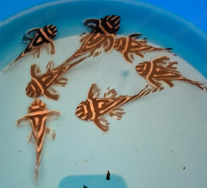L46 Zebrawelse