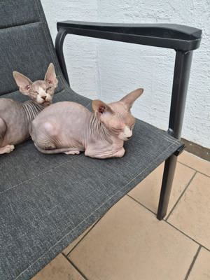 2 kleine Mädchen verschmuste Sphynx Kitten suchen absofort ein neues Zuhause 