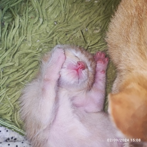 Kitte rot suche zuhause auf Lebenszeit