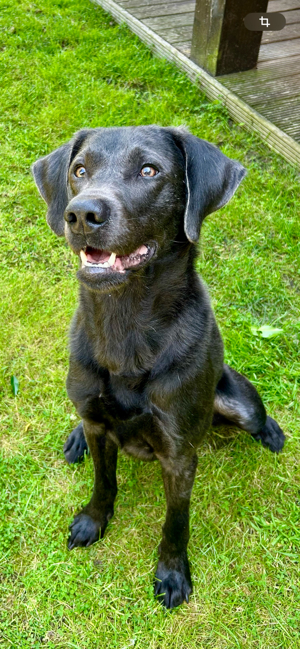 Labrador-Mix in gute Hände dringend abzugeben