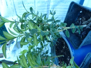 Buchs im Topf, ca. 15-25 cm hoch