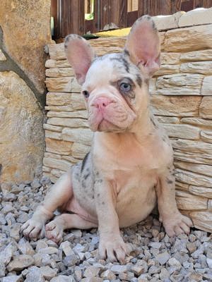 Französische Bulldogge Welpen 