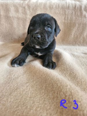 Cane Corso Welpen geboren am 23.07.24 X-Man Linie mit Papieren