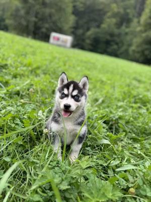 Reinrassige Siberian Husky Welpen mit Blauen und Braunen Augen ein neues und nettes Zuhause