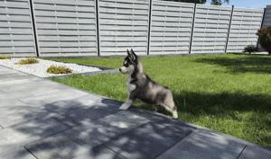 Reinrassige Siberian Husky Welpen