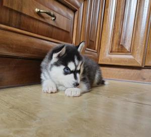 Reinrassige Siberian Husky Welpen