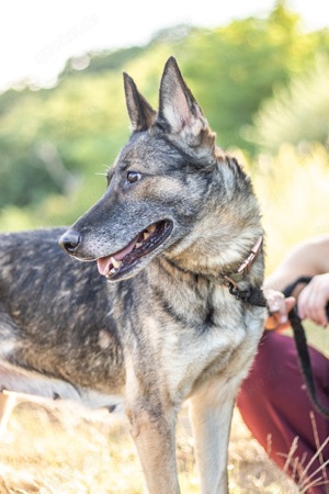 Sehi, entspannte Hundedame, ca. 8 Jahre, ca. 52cm, 23kg