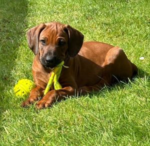 Rhodesian Ridgeback Welpen abgabebereit