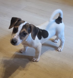 Jack Russell Terrier Welpen reinrassig