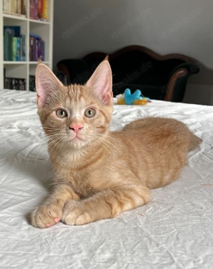 Maine Coon Mix Kitten