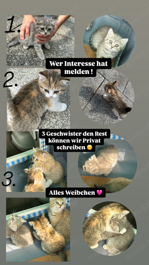 Kitten zu Verkaufen 