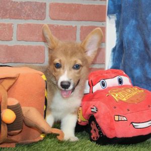 Welsh Corgi Pembroke Welpen