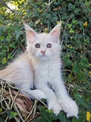 AB SOFORT Liebes wunserschönes Maine Coon Mädchen Kitten in sehr lieb und ruhig mit Stammbaum