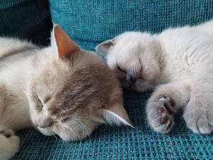 2 Britisch Kurzhaar Katzen (BKH) suchen liebevolles Zuhause