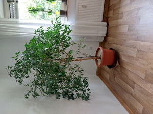 Ficus Benjamini