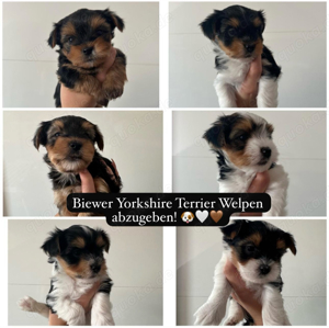 Biewer Yorkshire Terrier Welpen zu verkaufen