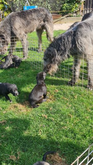 Irish Wolfshound Welpen