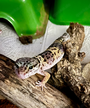 Leopardgecko-Jungtiere