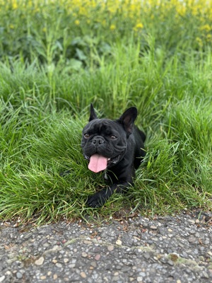 Französische Bulldogge abzugeben