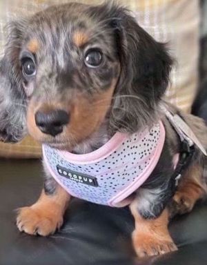 Mini dachshunds en venta