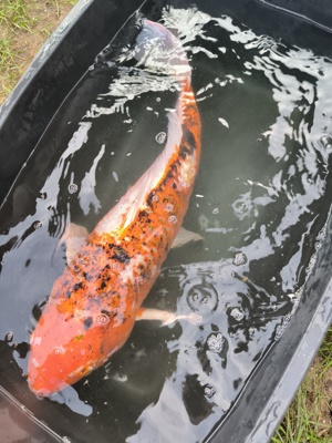 Koi Karpfen 