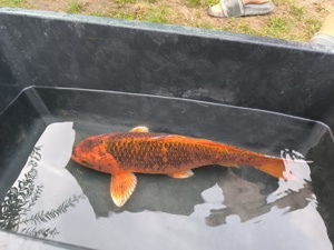 Koi Karpfen 