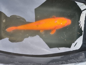 Koi Karpfen 