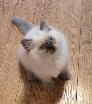 BKH Kitten 