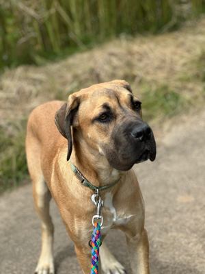 Cane Corso Original Deckrüde