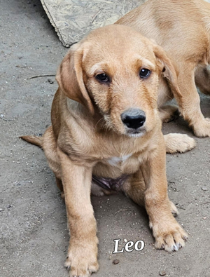 süße Goldendoodle