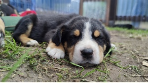 Großer Schweizer Sennenhund Welpen 