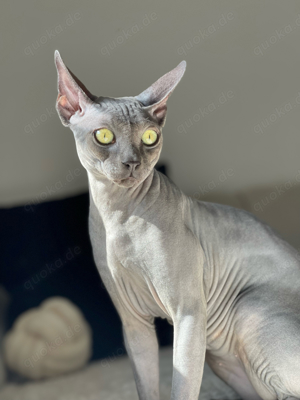 Sphynx Kater 