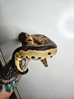 0.1 Python Regius Clown Het. Tiger