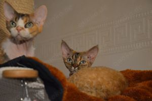 Zwei süße Mädchen, Mama und Tochter, Rasse Devon Rex, suchen gemeinsam ein neues liebevolles Zuhause