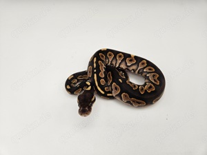 0.1 Cinnamon or Blackpastel Gravel Königspython Python Regius Schlange