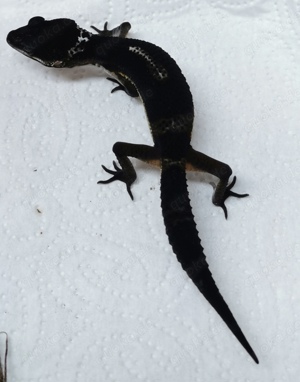 Black Night Leopardgecko