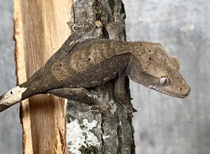 Correlophus Ciliatus Kronengecko Crested Gecko 1.0 Charcoal Dalmatiner 