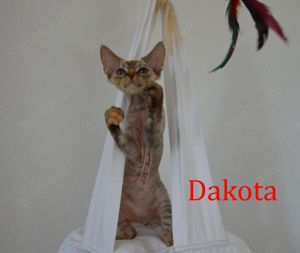 Süße Babies der Rasse Devon Rex  warten auf Sie und Ihre Kinder!