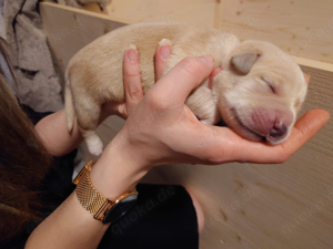 Mixwelpen - Griechischer Labrador  Golden Retriever