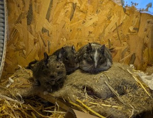 3 Degumännchen in liebevolle Hände abzugeben