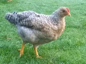 Orpington und Bielefelder Kennhuhn, Hähne aus Anfang Juli 2024