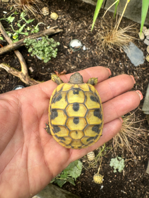 Griechische Landschildkröte THB 