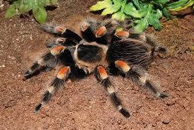 Vogelspinnen Brachypelma auratum, hamorii, smithi (die Echte), klaasi, boehmei, emilia, albiceps 