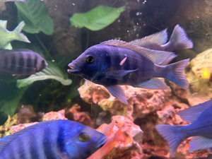 Placidochromis Phenochilus Tanzania F1