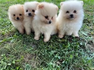 Pomeranian Zwergspitz Welpen suchen ein Zuhause!