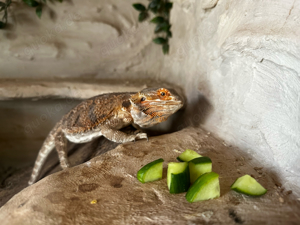 Bartagame mit Zubehör